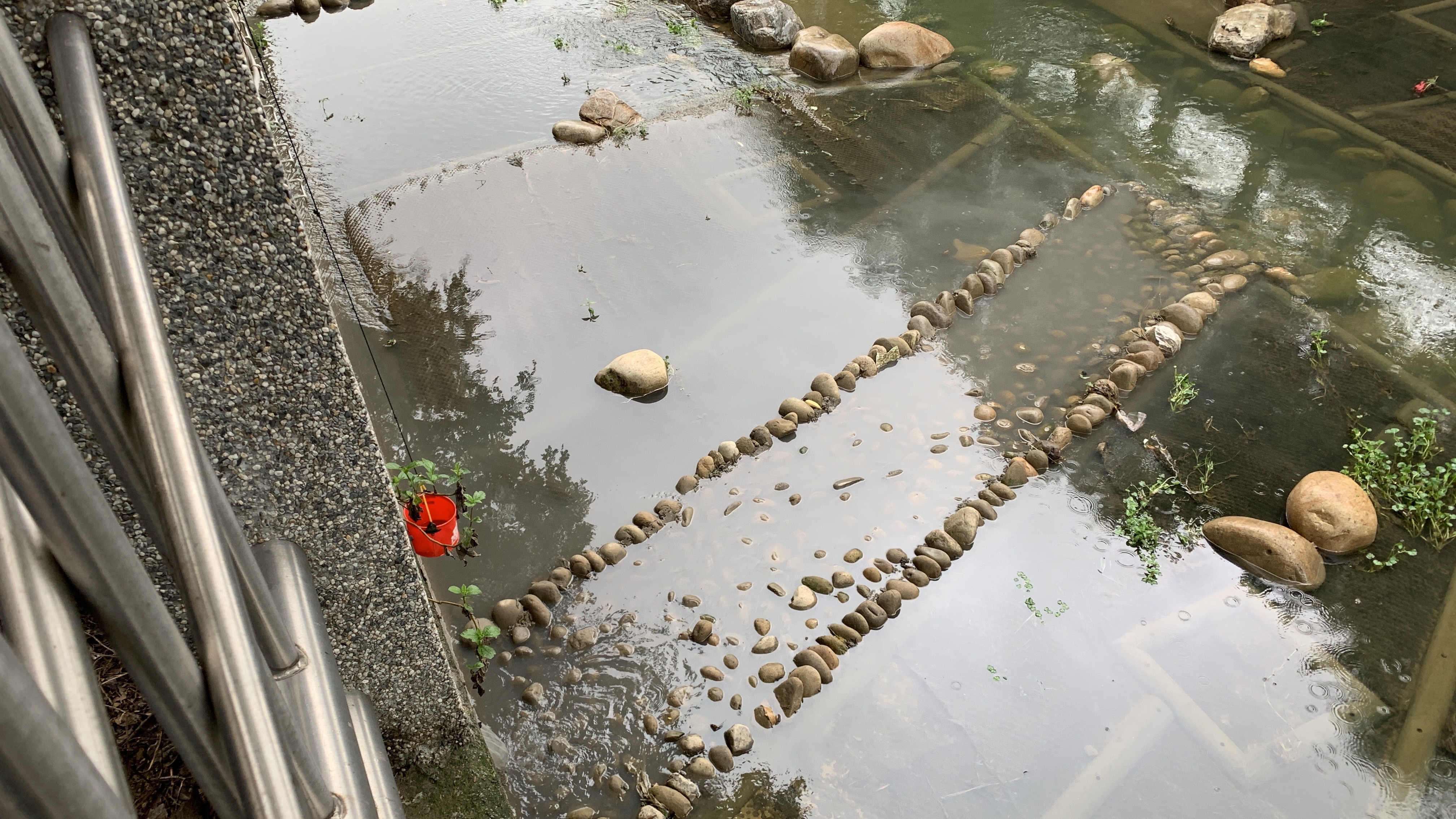 中和區藤寮坑溪排水口，疑遭排放灰白色泥水污染