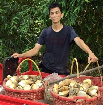 筍農與新北綠竹筍