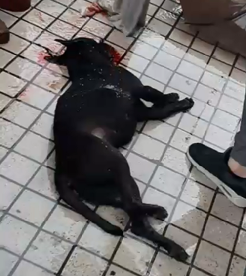 犬隻意外墜樓死亡