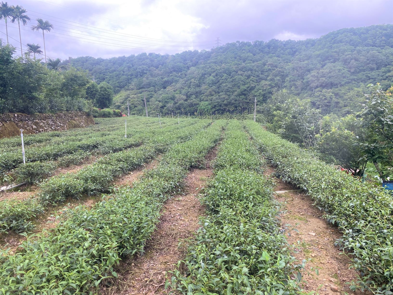 鐘文慶茶園