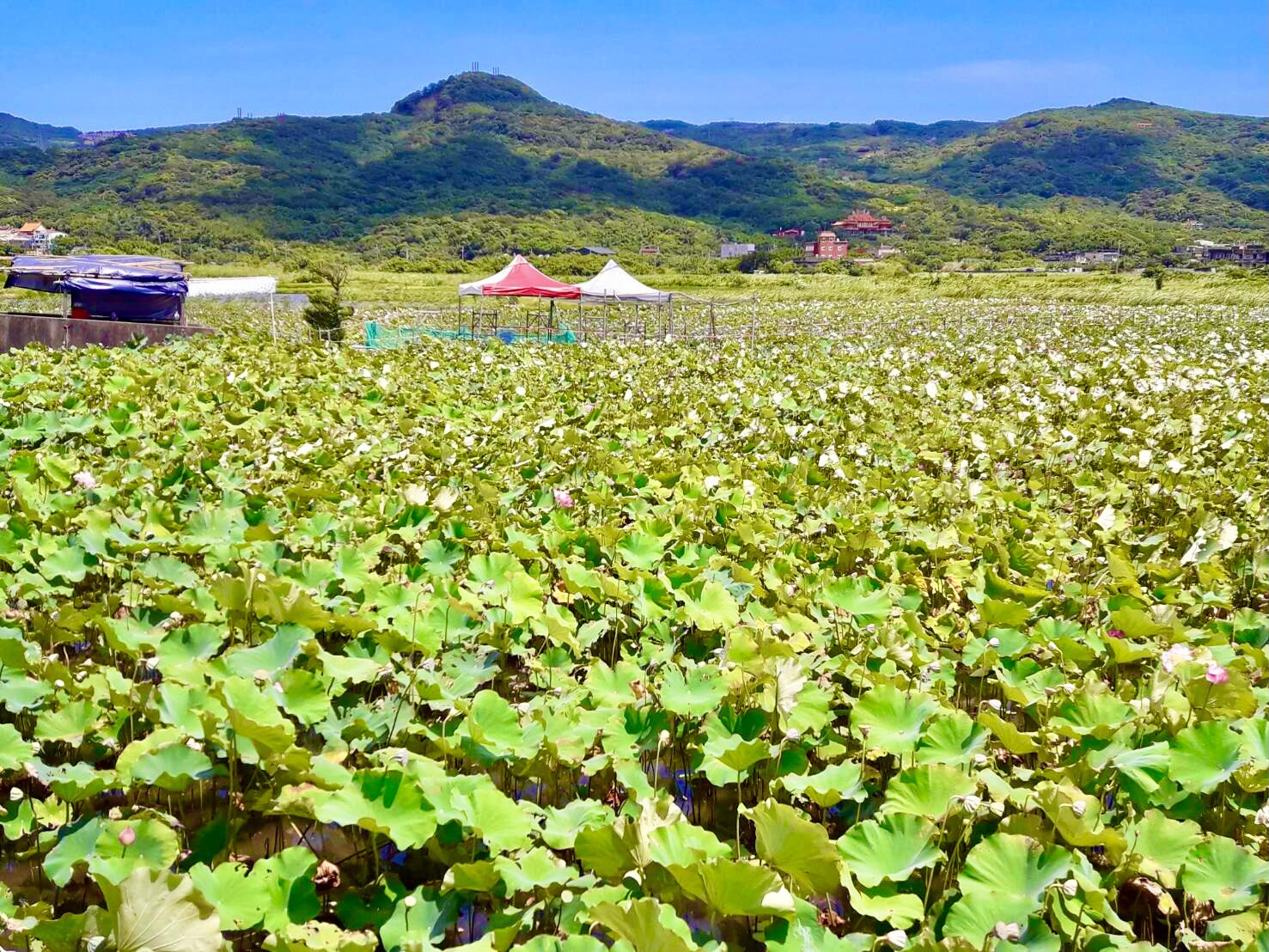 小白鶴過去曾停留在這片金山水田