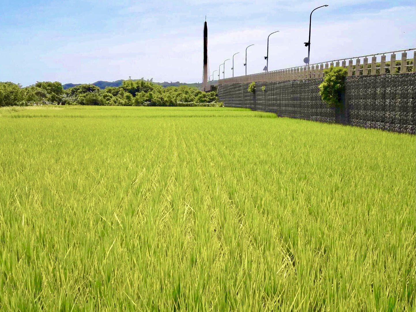 金山水田稻米