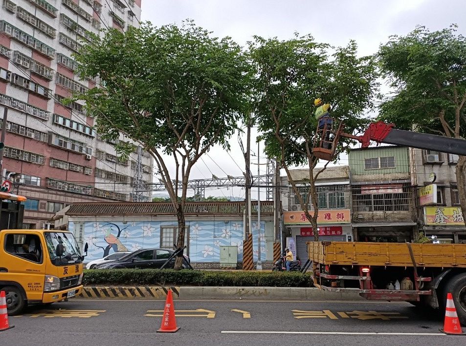 新北市政府於防汛期間進行路樹修剪，降低災害影響風險