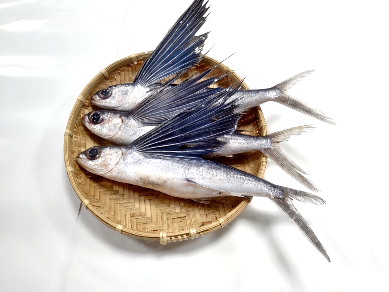 飛魚具有特化的大胸鰭，受驚嚇後會躍出水面滑行，像在飛翔一般2