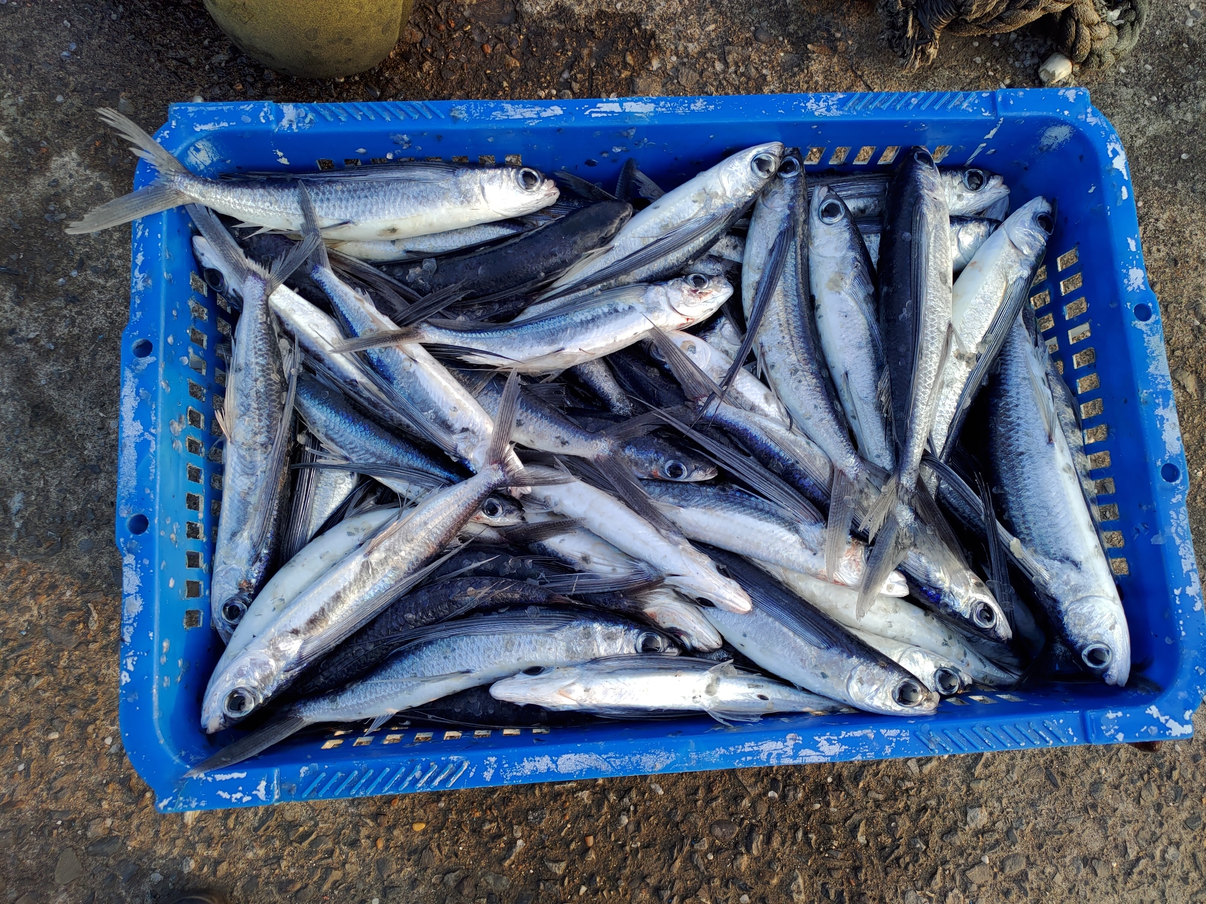 飛魚具有特化的大胸鰭，受驚嚇後會躍出水面滑行，像在飛翔一般1