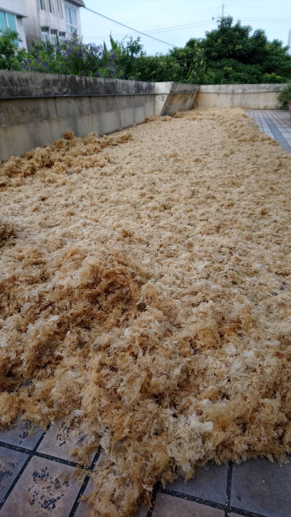 圖3_漁民曝曬石花菜(已完成)