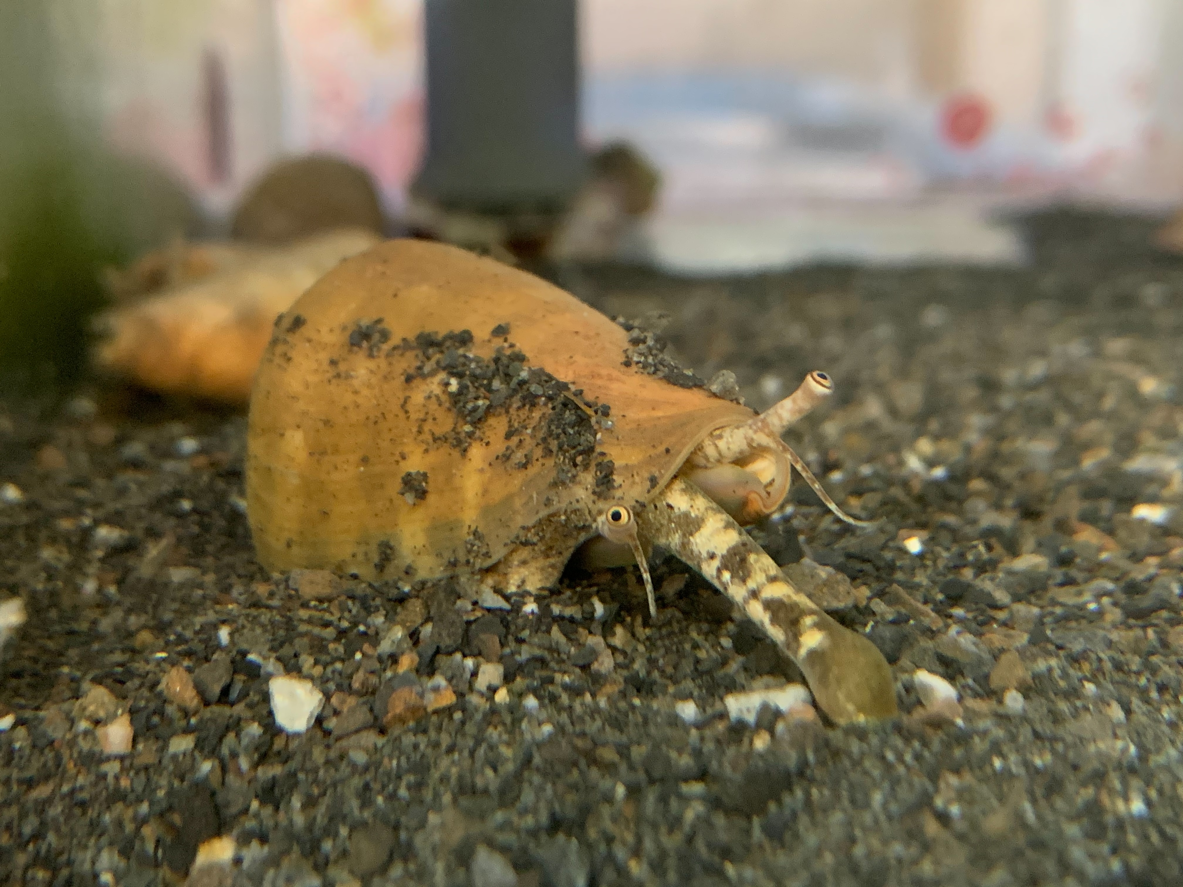 紅嬌鳳凰螺，視力非常敏銳，準備進食時會將眼睛從外殼下方的缺口伸出，看起來很像在偷窺，十分逗趣。