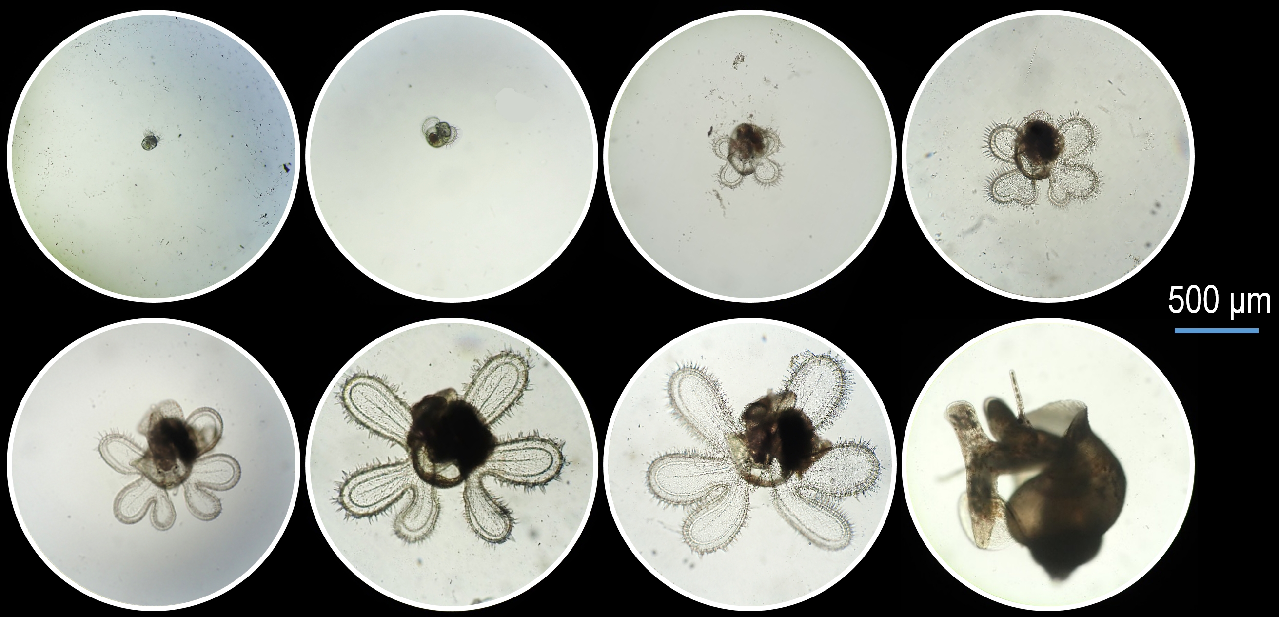 紅嬌鳳凰螺的胚胎發育過程 