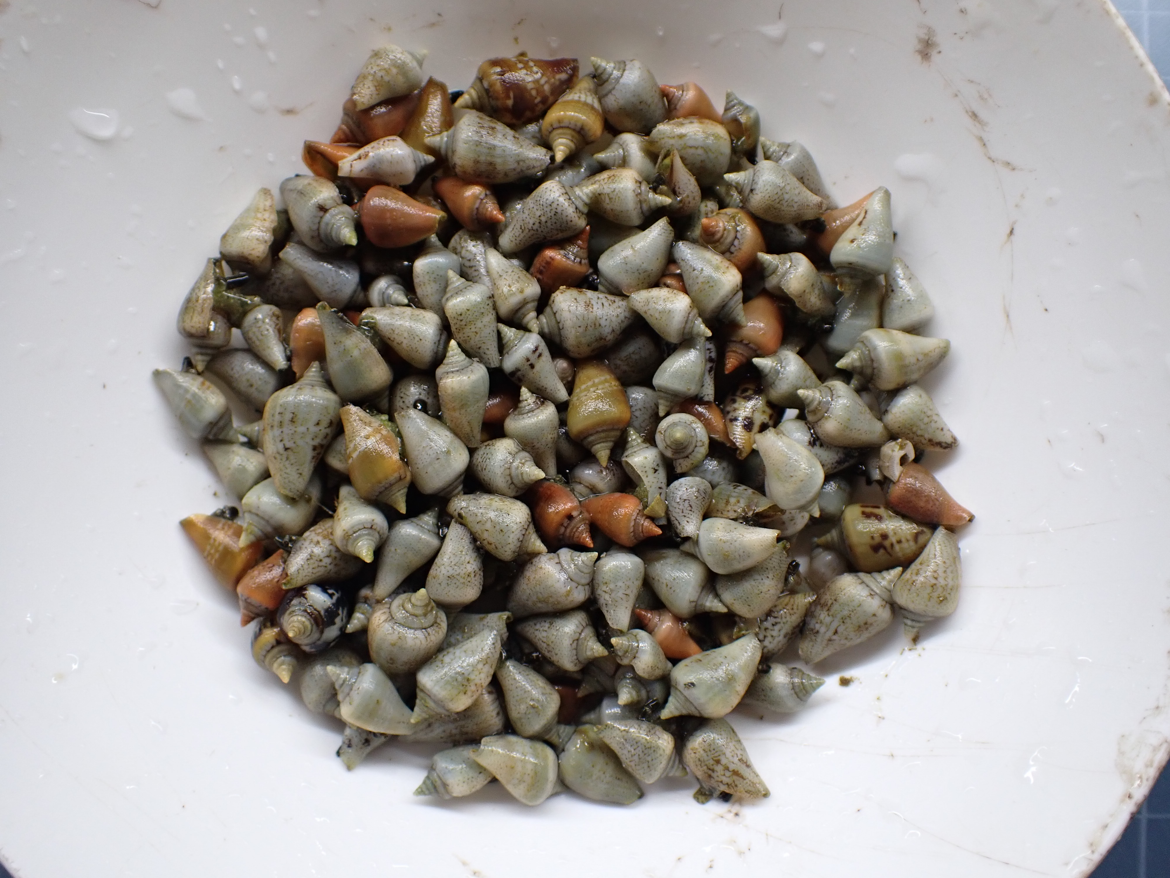 紅嬌鳳凰螺繁養殖技術突破已小有成就