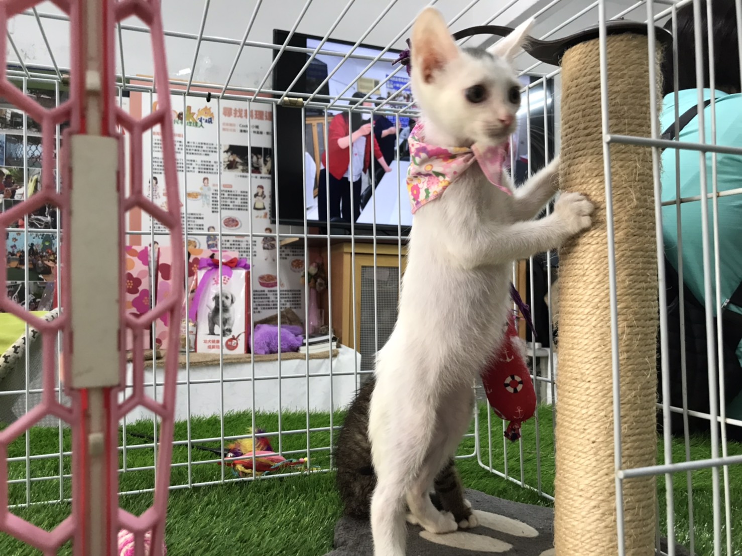 認養小棧內有不少可愛的犬貓等待民眾認養