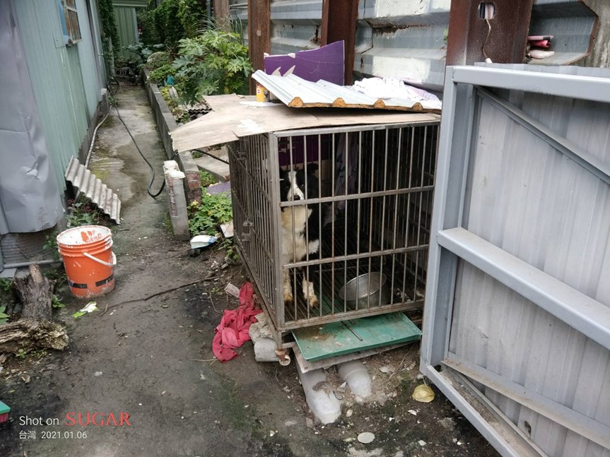 110年1月本處訪查蘆洲區籠鍊犬