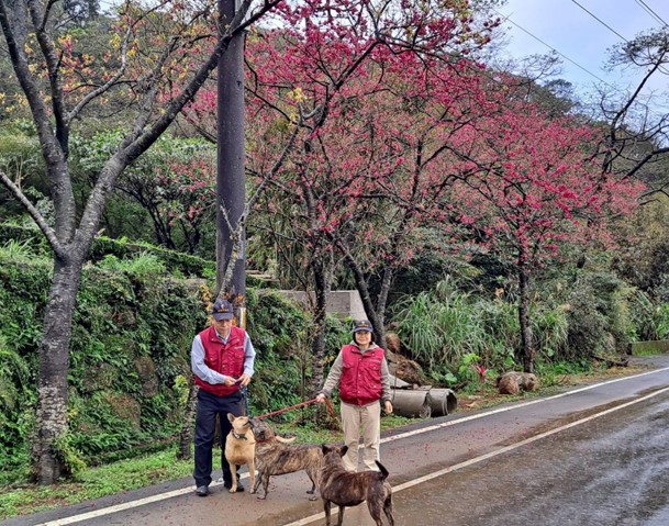 動物之家每周有動保員或志工遛收容犬隻