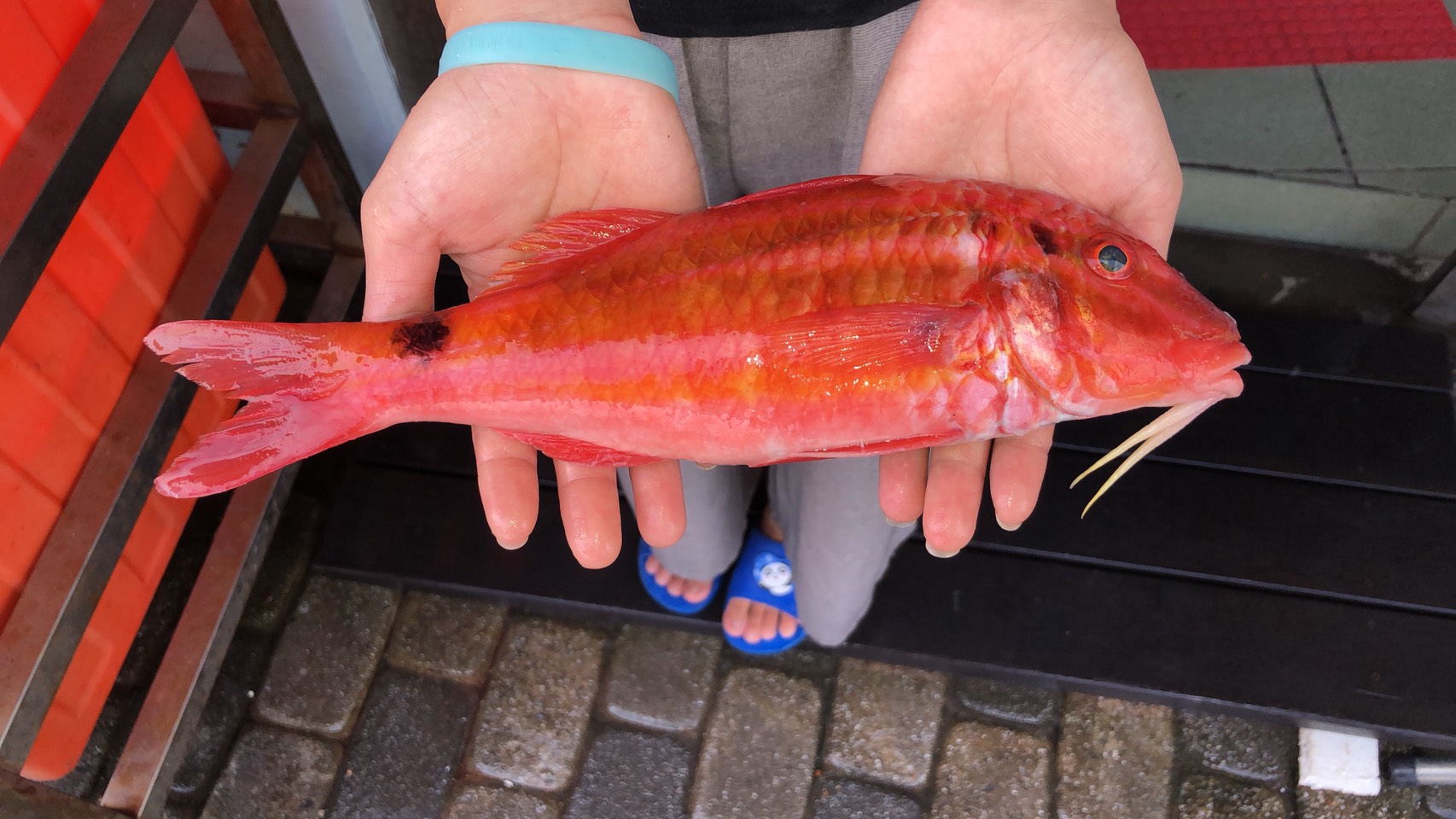 秋姑魚外觀紅潤鮮豔