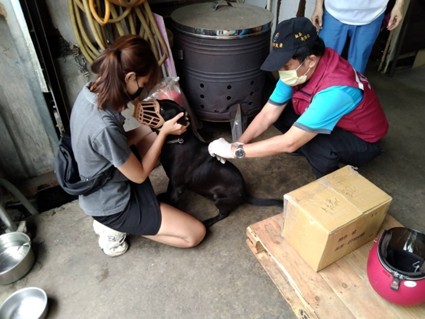 動保處獸醫協助工廠犬完成疫苗注射