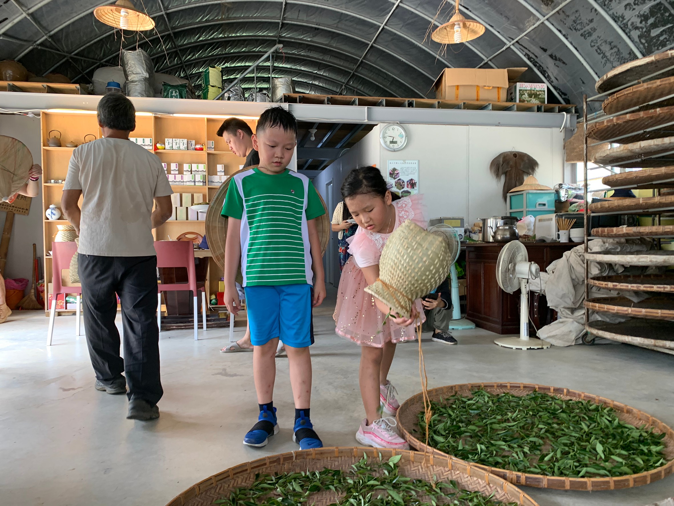 茶農體驗 (2)