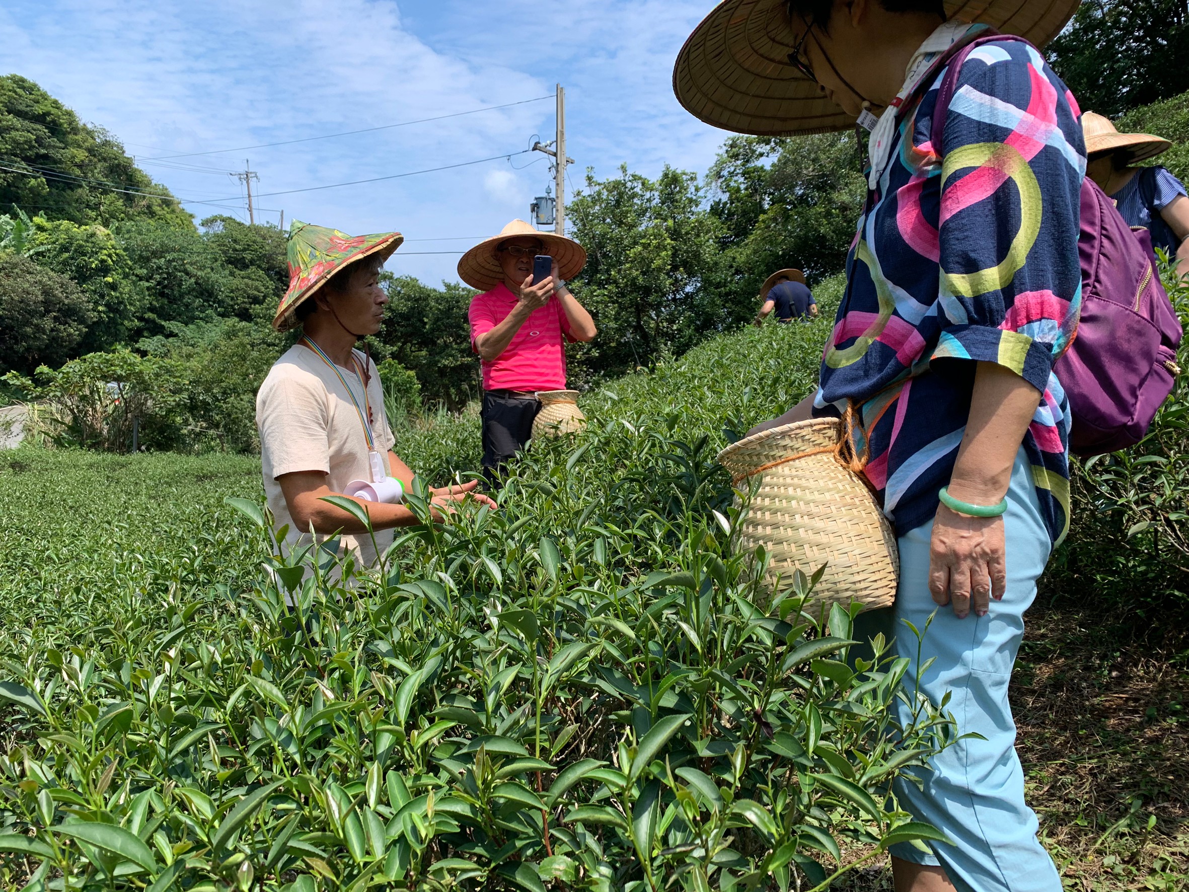 茶農體驗
