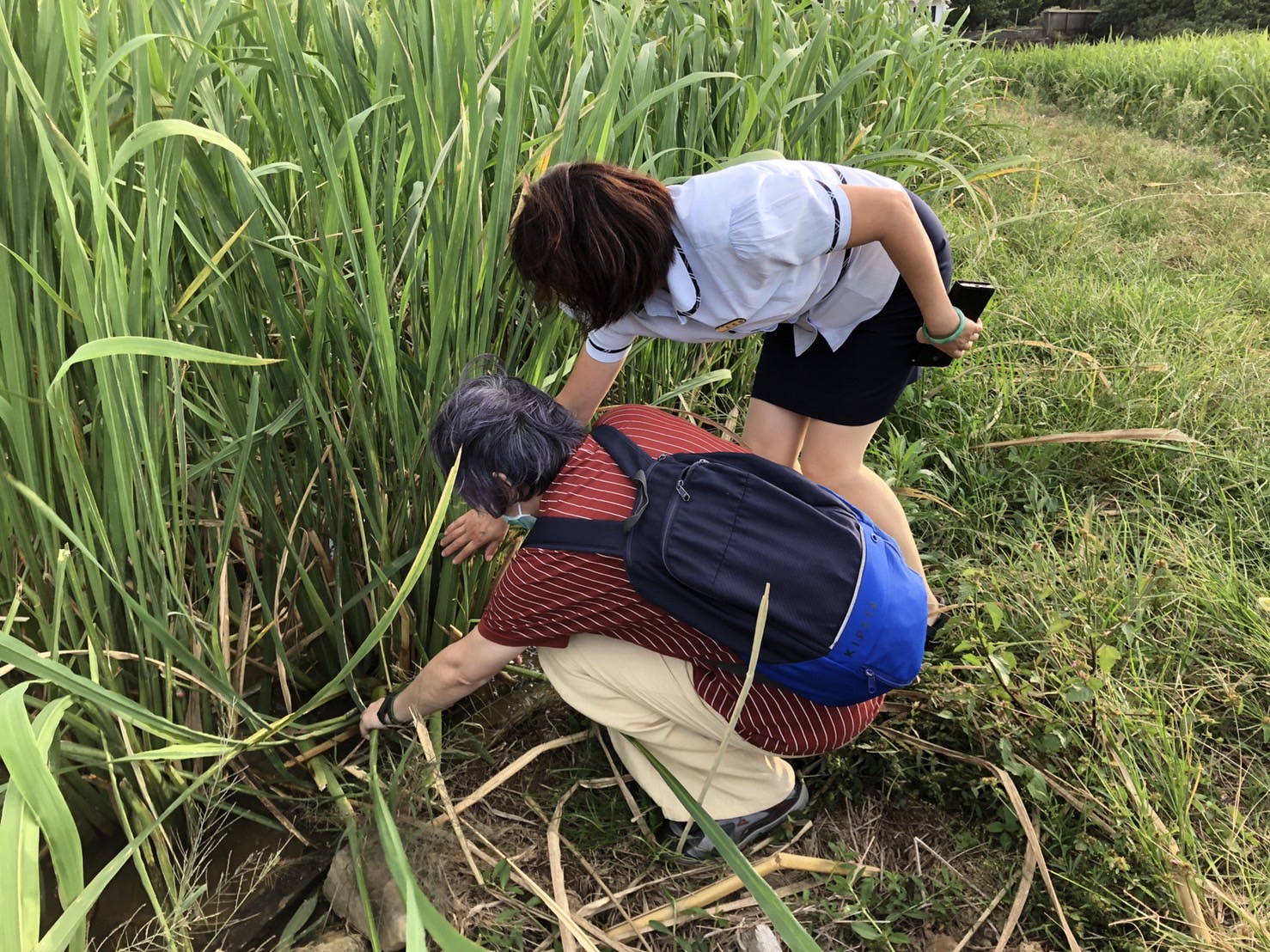 李麗慧老師體驗拔茭白筍