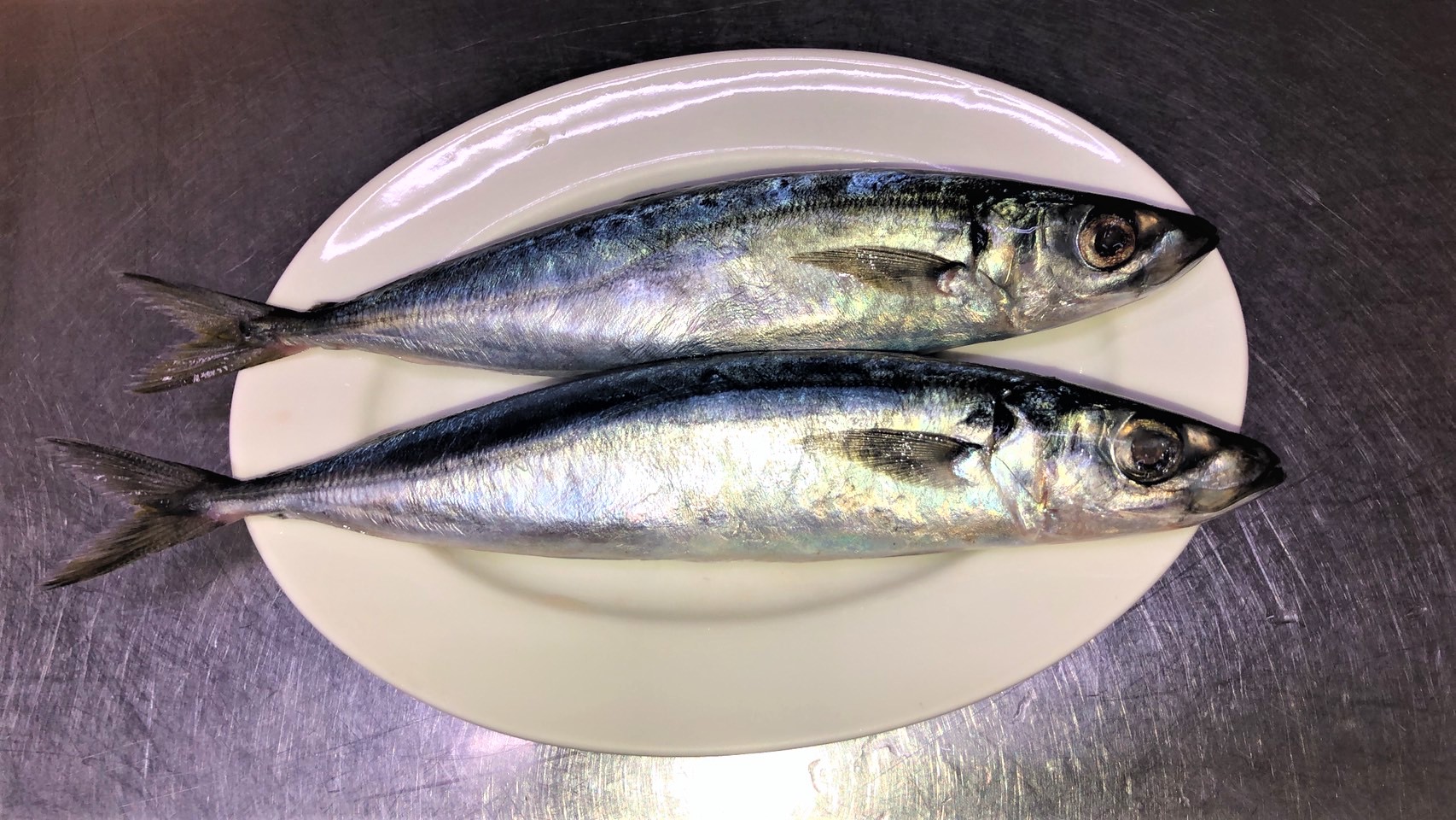 四破魚背部為藍綠色腹部銀白色
