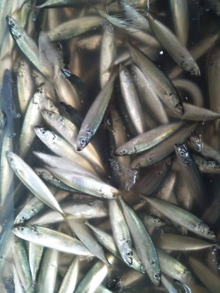 船釣四破魚-1
