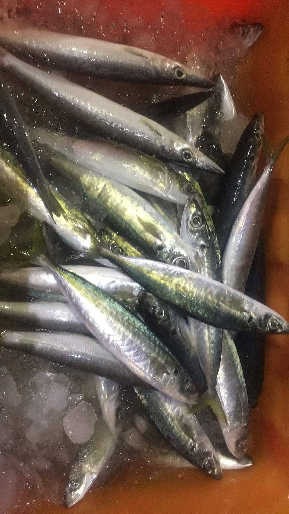船釣四破魚-2