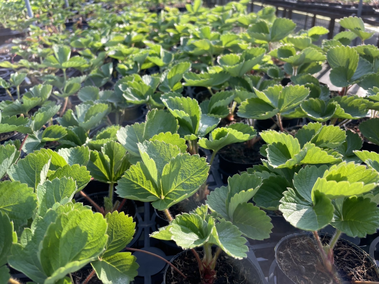 芝樂草莓園草莓苗