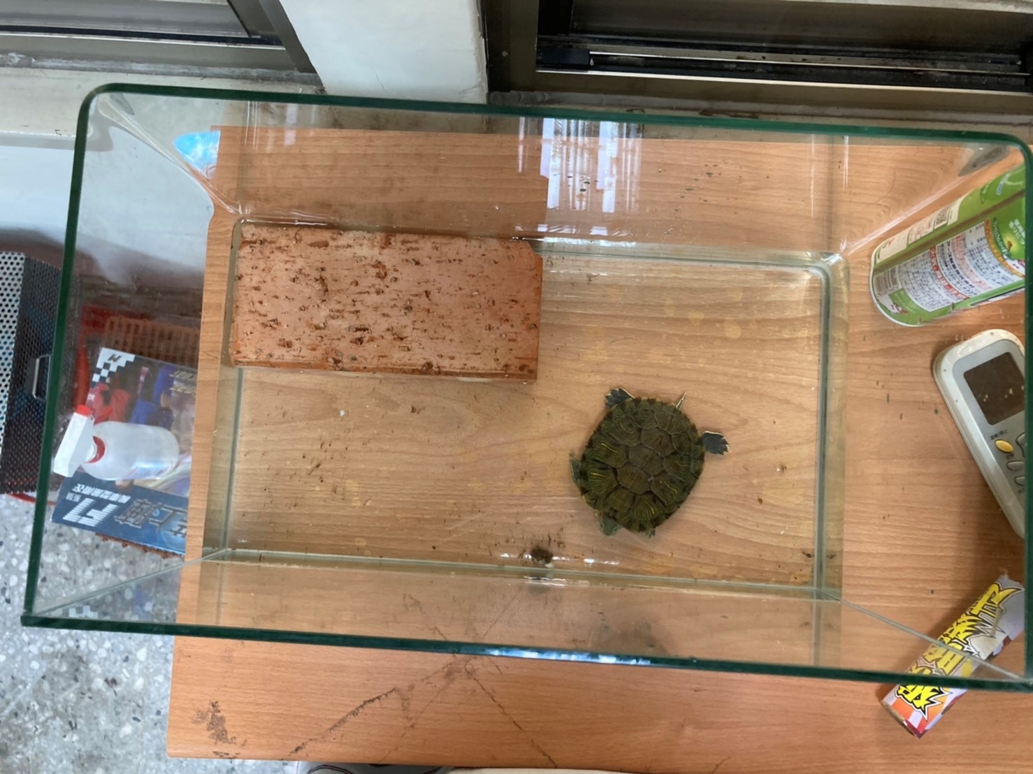 小巴西龜飼養可提供適當空間並附上可供攀爬的站台供其選擇，兼顧方便清潔與動物福利