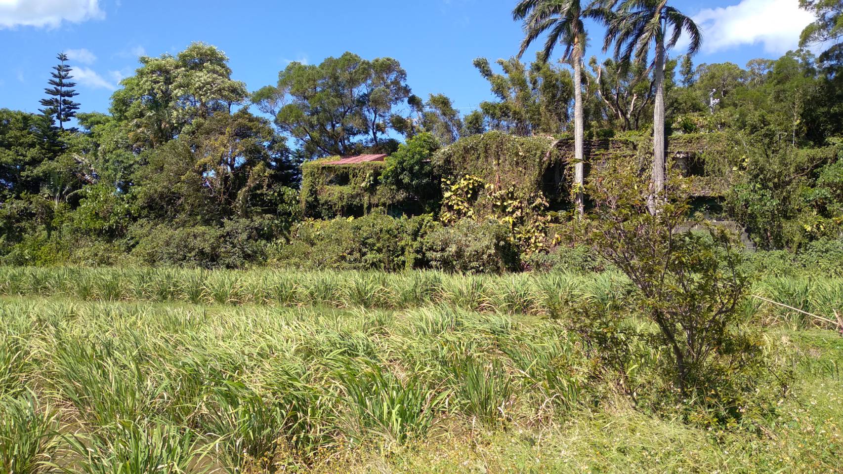 淡水公司田溪沿岸景觀