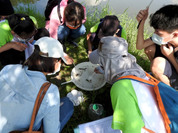  鹿角溪溼地環境監測水棲生物觀察