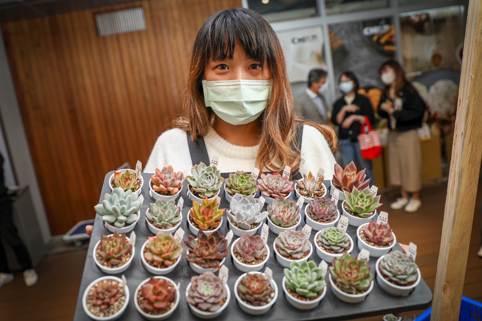 三芝在地店家-魯肉販  販售多種療育多肉植物