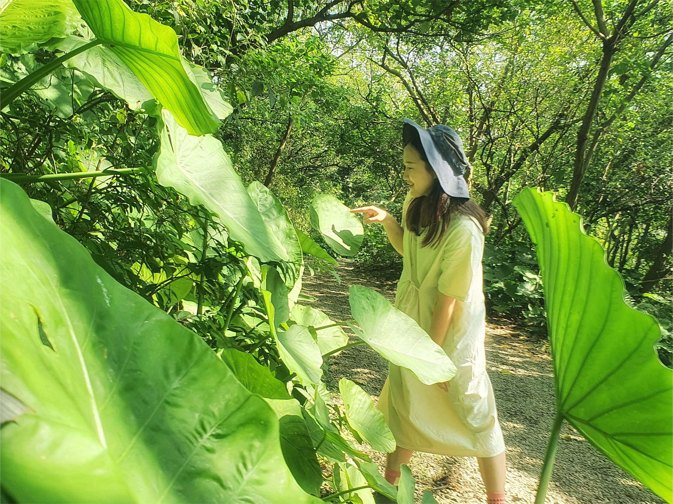 鹿角溪濕地綠色隧道旁有很多自然生長的植栽，可以讓人轉換緊張的心情