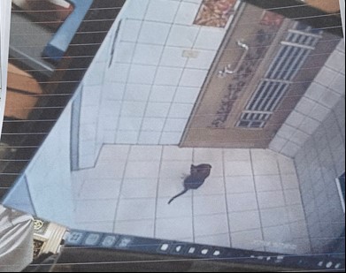 流浪貓隻出沒民眾住宅