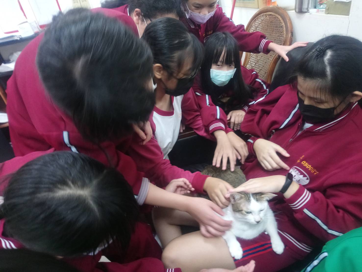 圖片1：喜歡貓的孩子們愛不釋手。