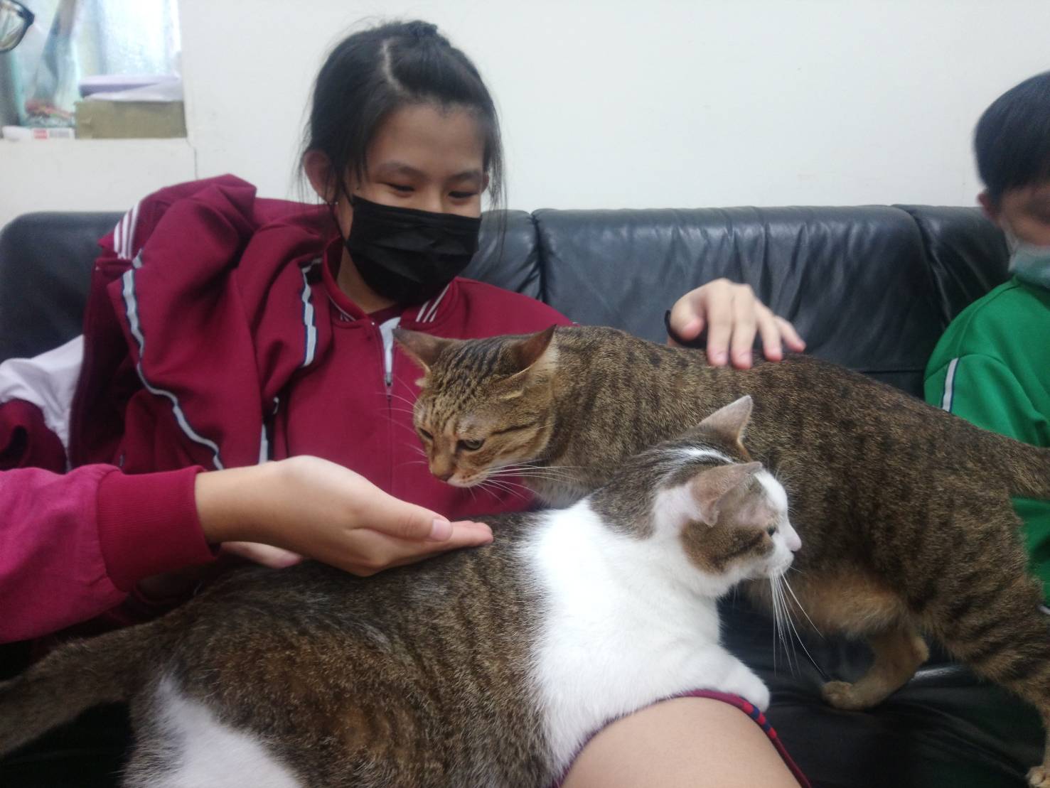 圖片3：可愛的貓咪爭相來撒嬌。