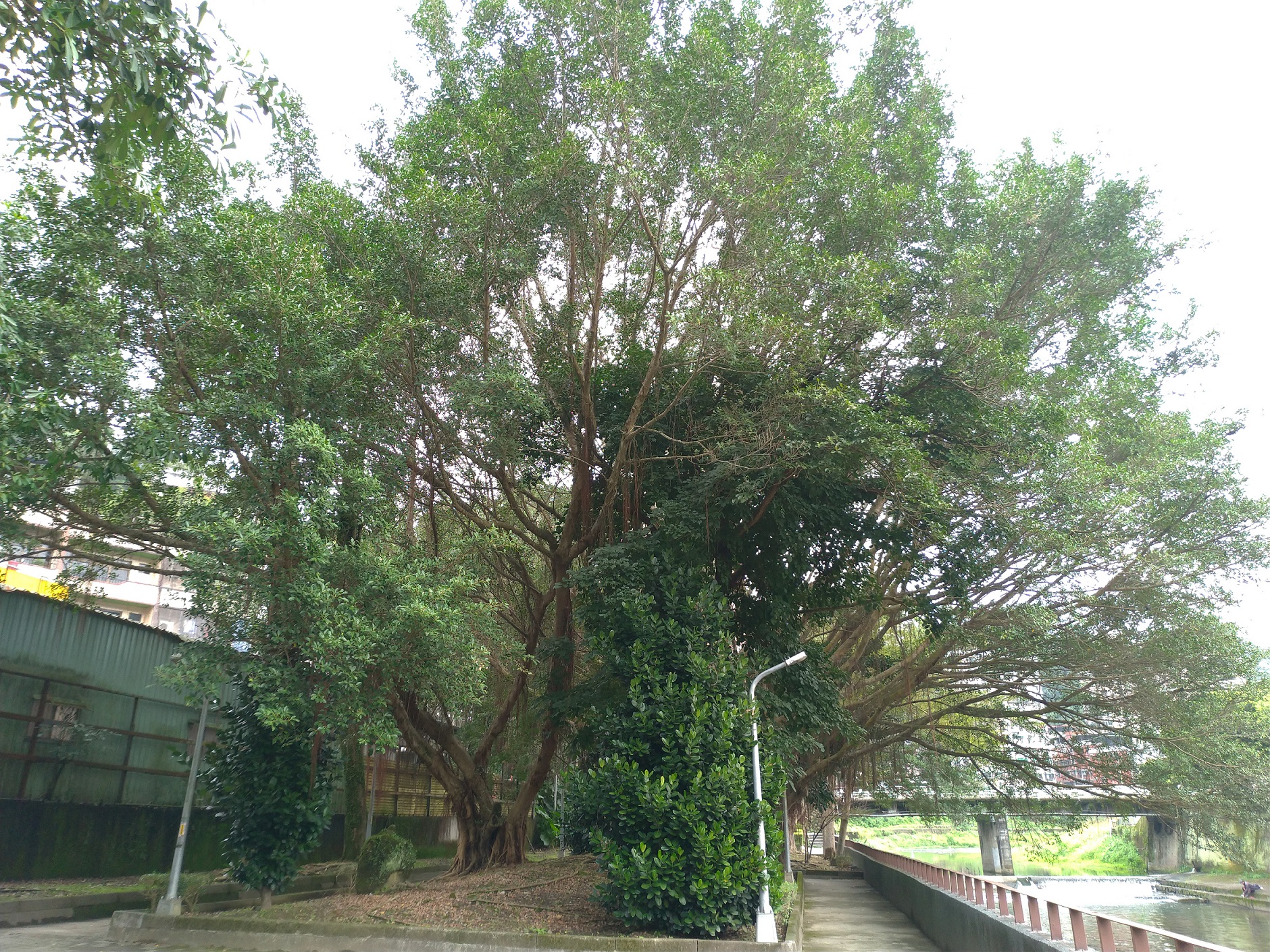 新店區青潭河濱公園林蔭河濱步道