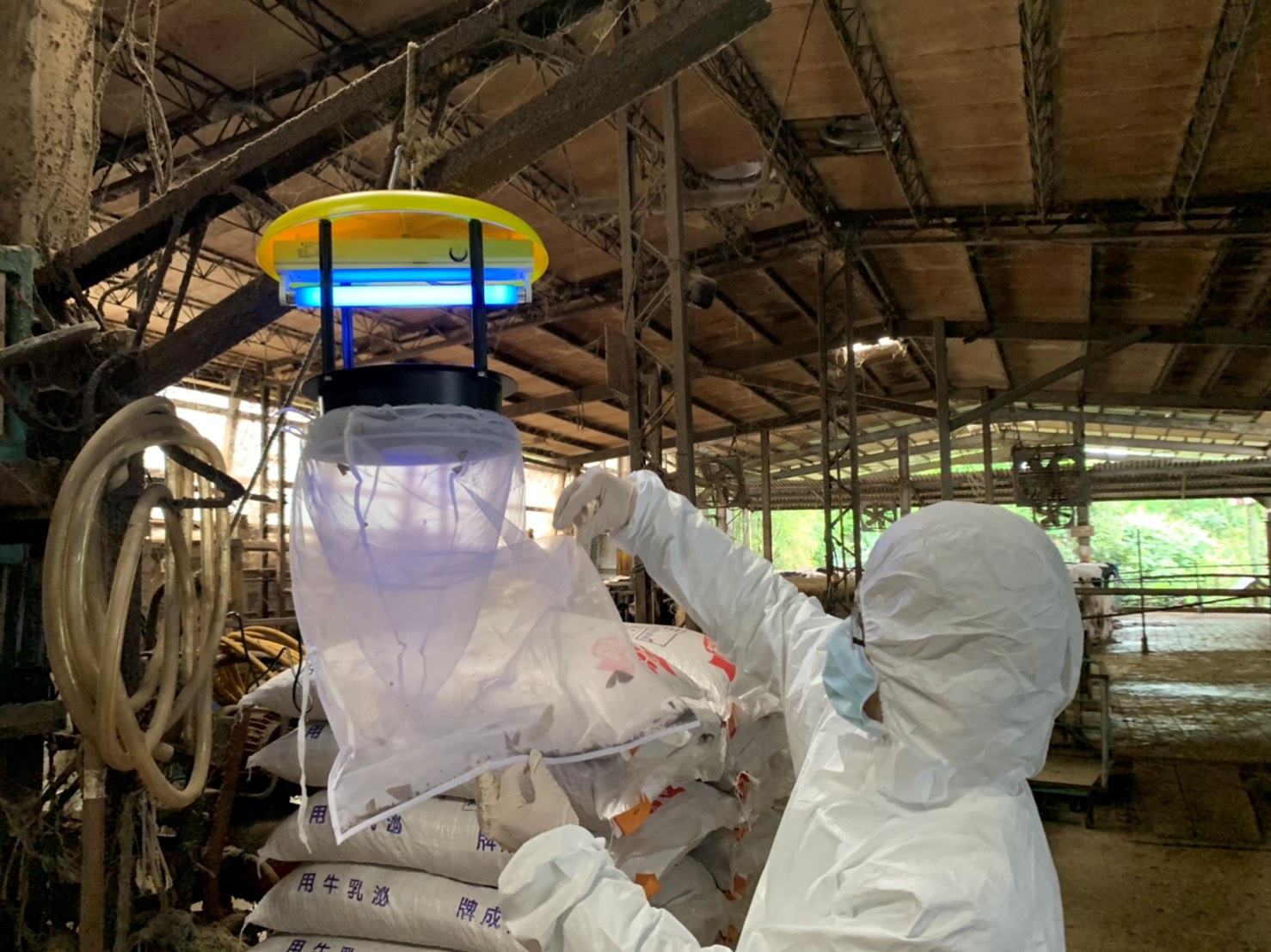 5養牛場欄舍外吊掛捕蚊燈減少蚊蠅叮咬