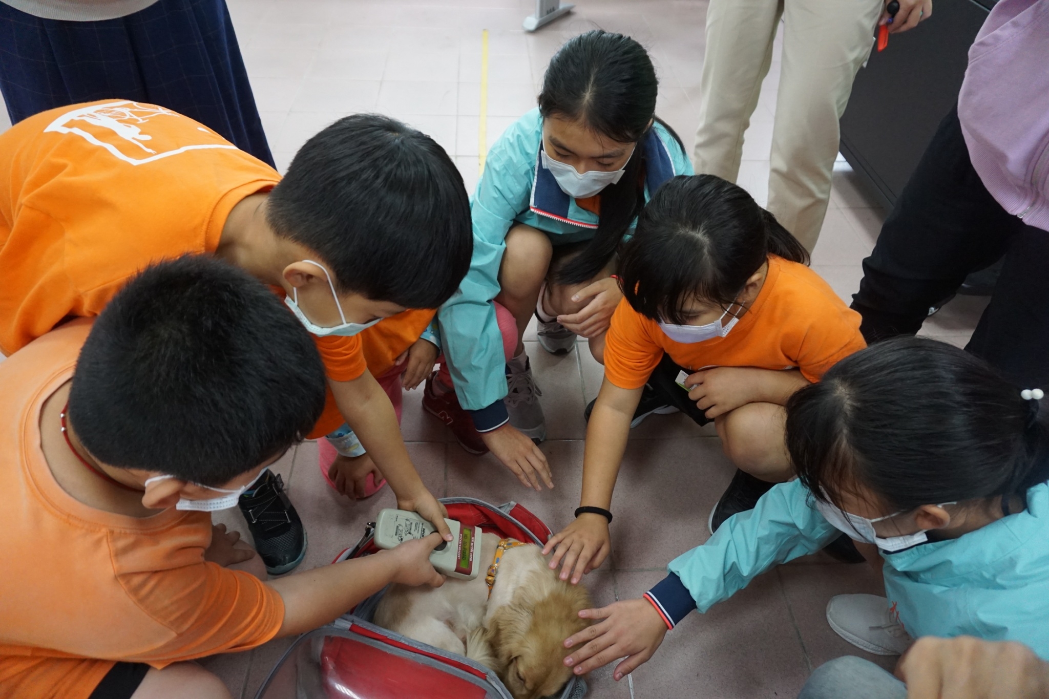 圖一、小學生練習在助手長毛臘腸犬身上掃瞄晶片號碼。