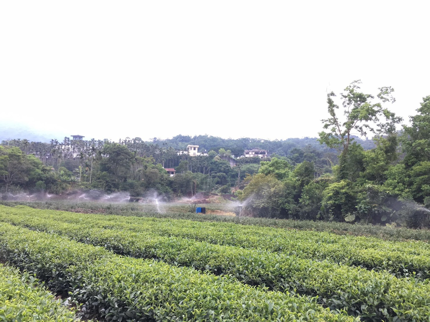 蔡國祥茶園照片
