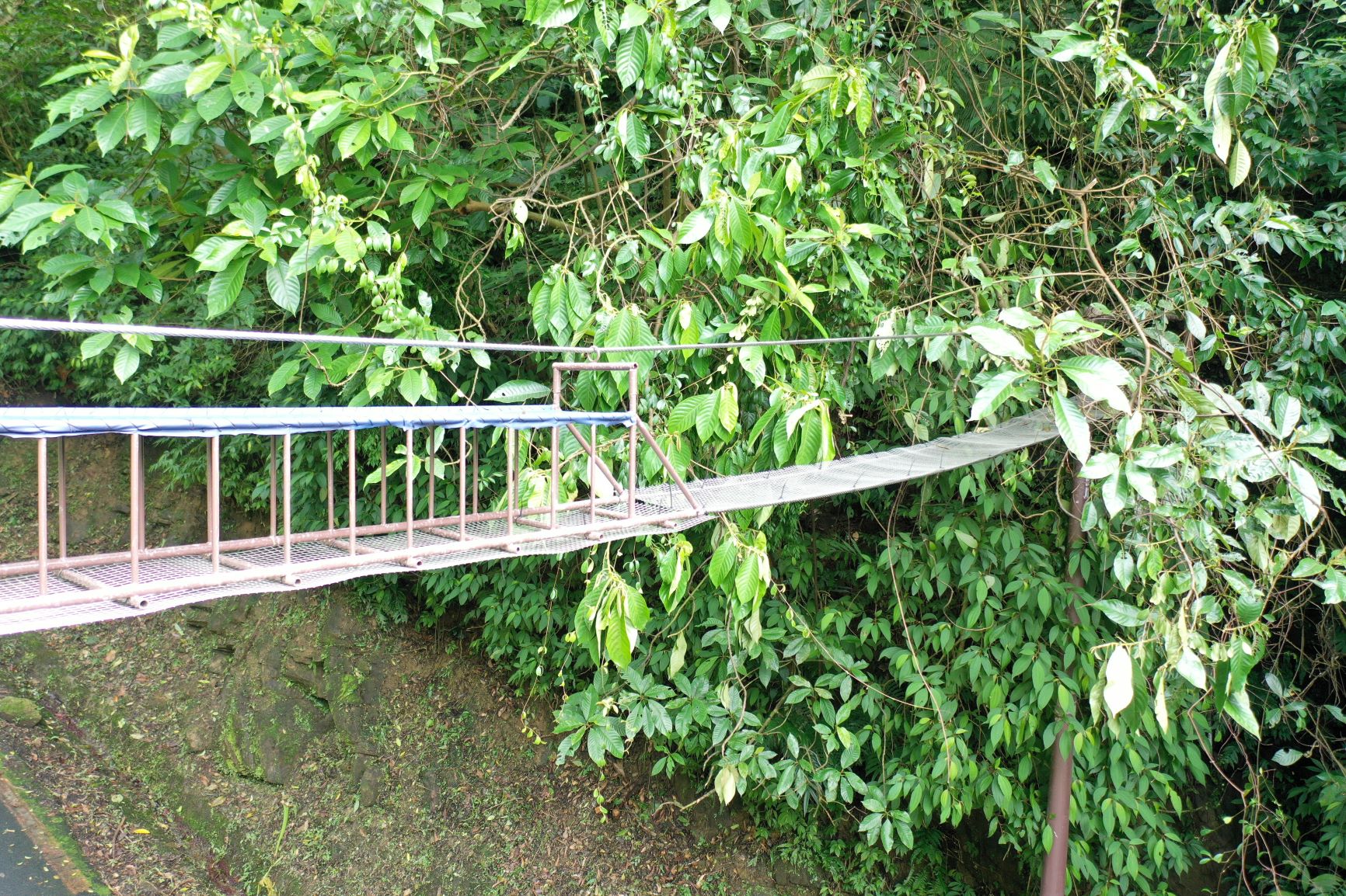 空中廊道讓動物從空中過路，避免路殺
