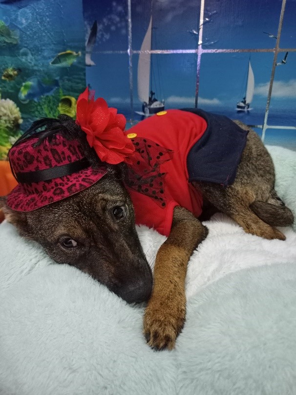 苦盡甘來，志工幫小魚兒洗香香穿新衣，準備遠嫁嘉義新家！幸福終於來了！