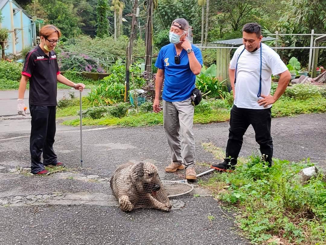 公私協力一起捕獲高加索犬。