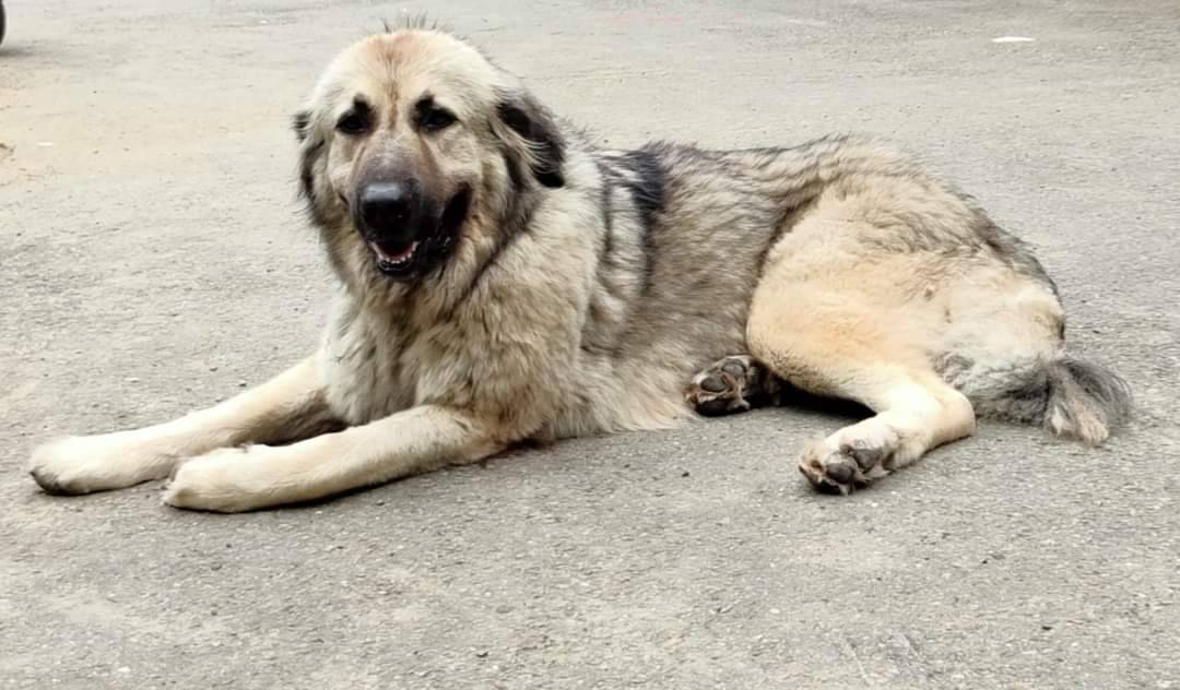 成功捕獲收容在新店動物之家，認養人多次駕車開進百里遠的路程來探望。