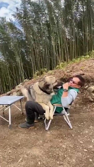重獲溫暖的家，很難想像當初捕捉時的驚心動魄到認養人家確是乖得跟小公主一樣。蔡太太都驚呼：「搶老公」。