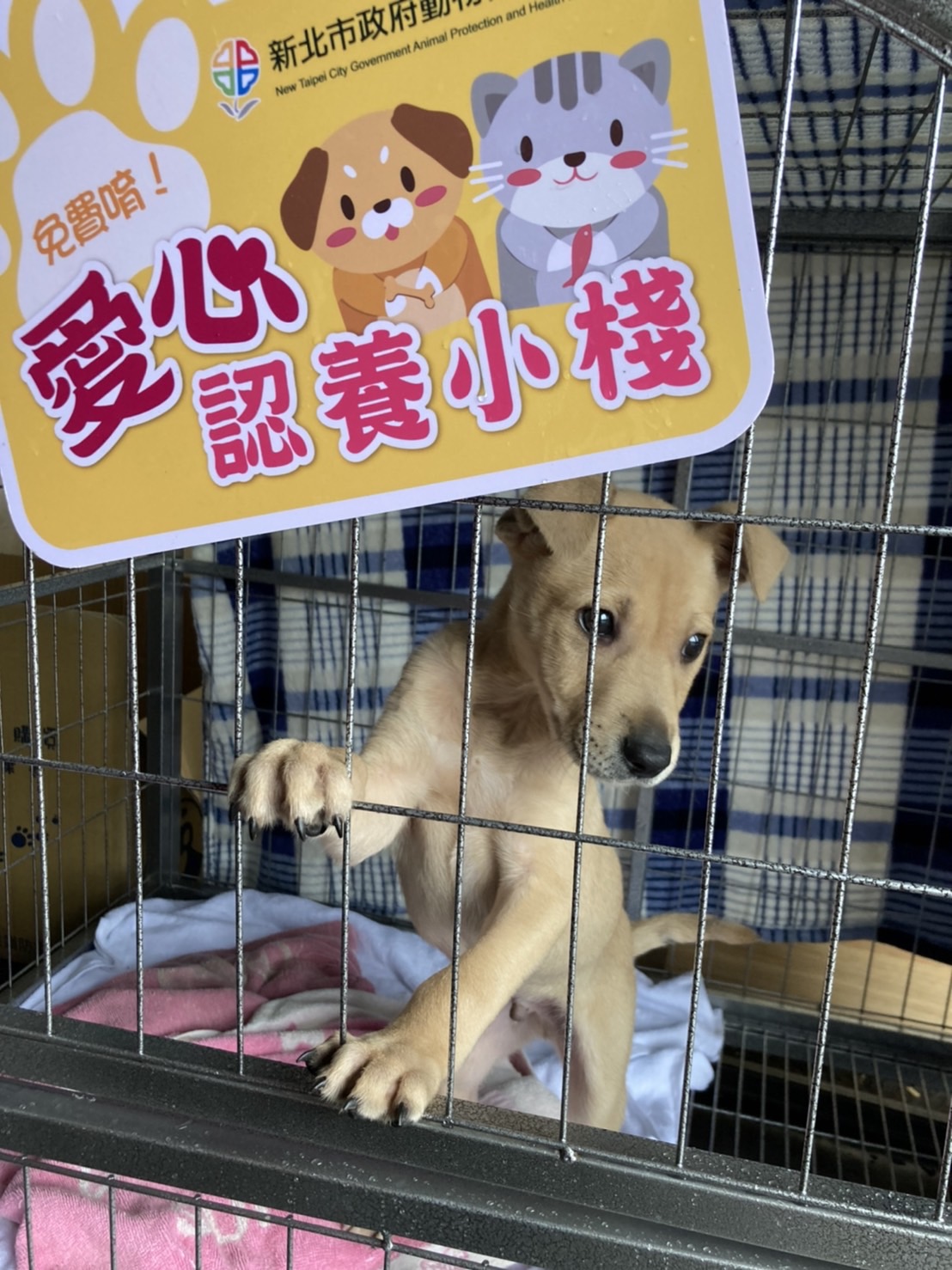 可愛的小幼犬等您來認養！