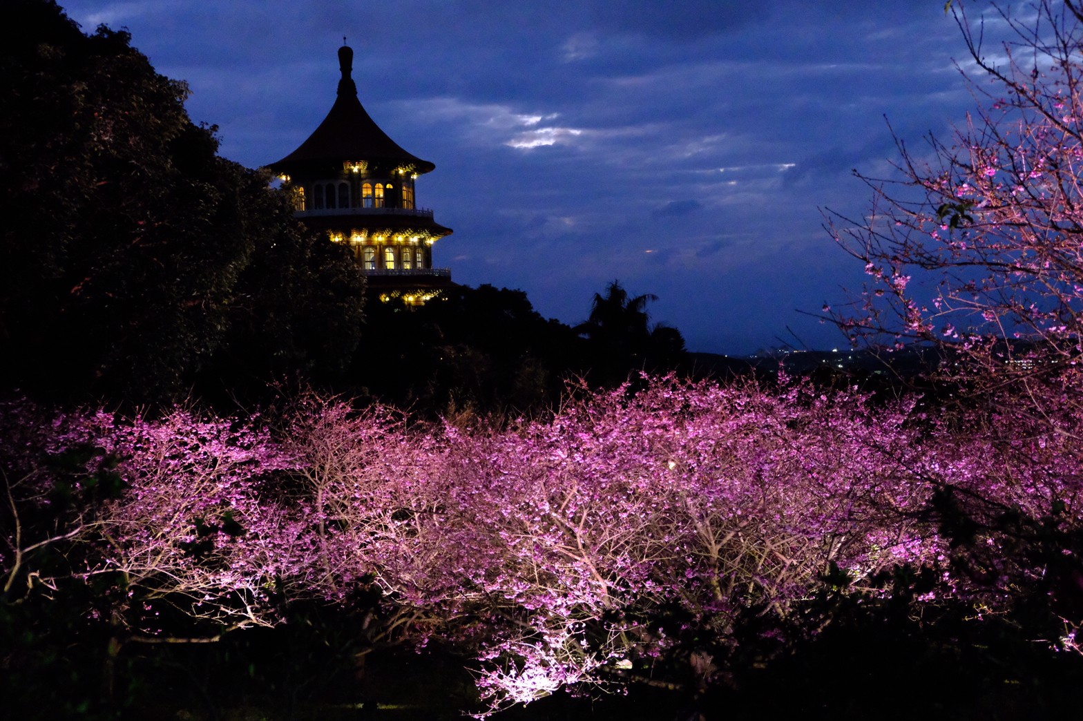 1月20日天元宮後山花開三成夜櫻景致