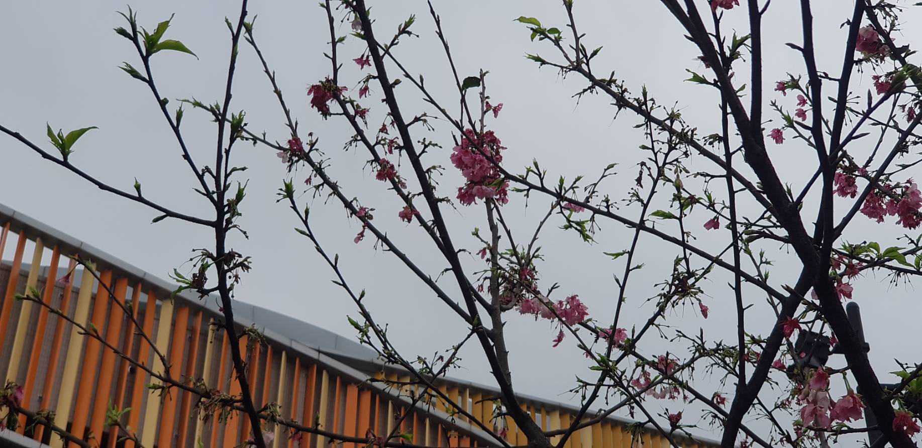 金山區櫻花已漸綻放