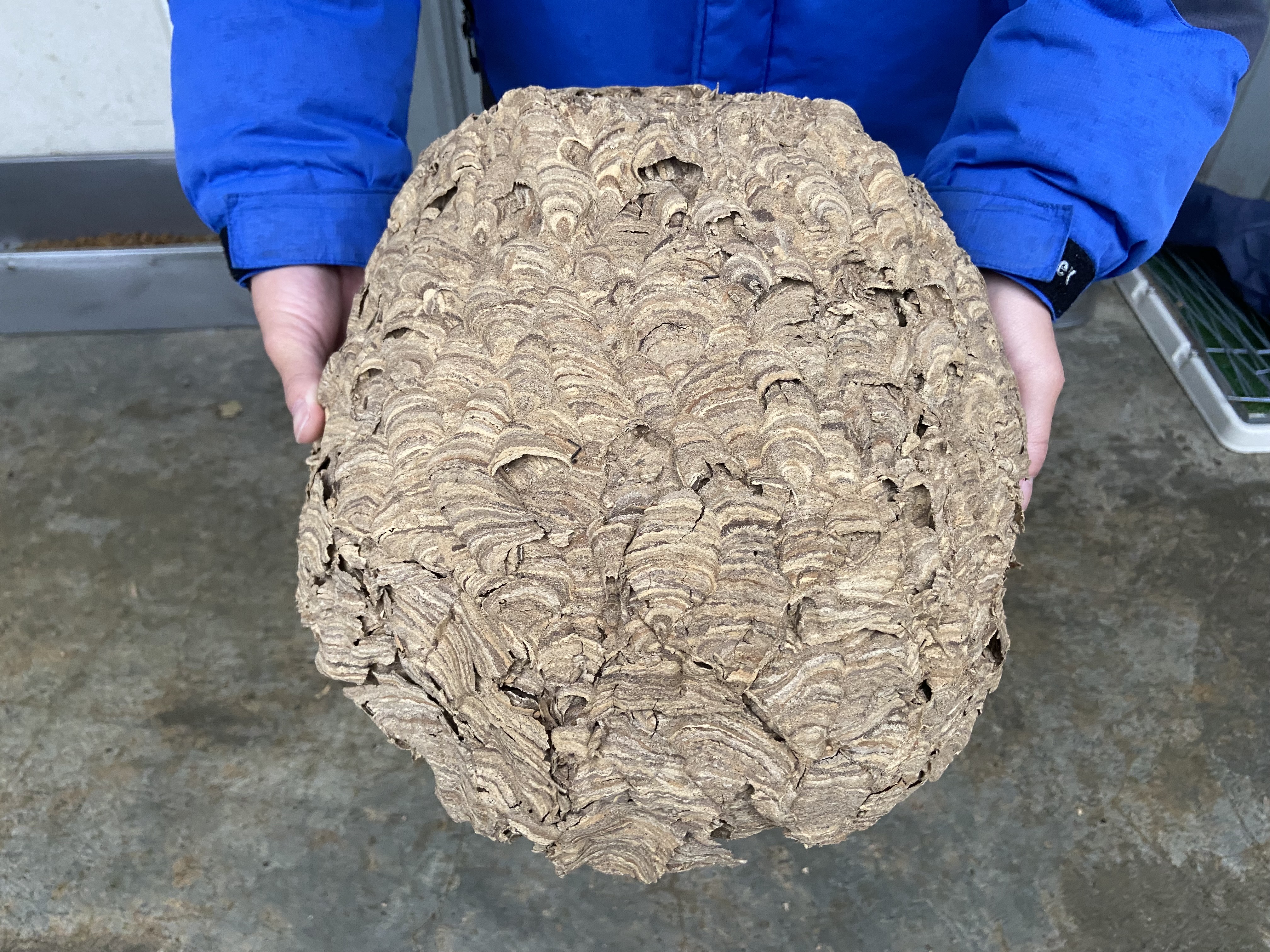 虎頭蜂窩具有波浪狀紋路外觀，是利用樹皮木質素、泥土與水製成，顏色偏土黃色的輕薄外殼。