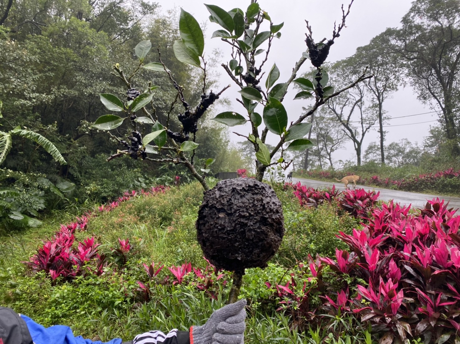 蟻窩表面凹凸不平，可見細小植物纖維絨毛密布，顏色偏深黑色，常見於樹枝分岔處。