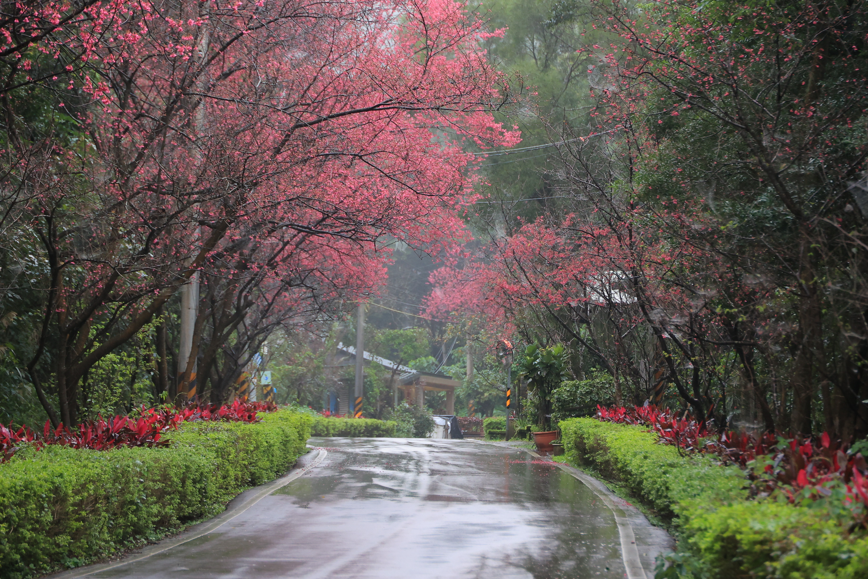 每當進入盛開期，道路兩側的花朵形成粉色隧道