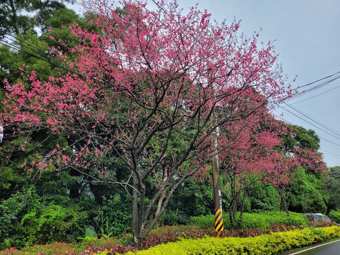 粉紅櫻花妝點著綠蔭形成美麗的景觀