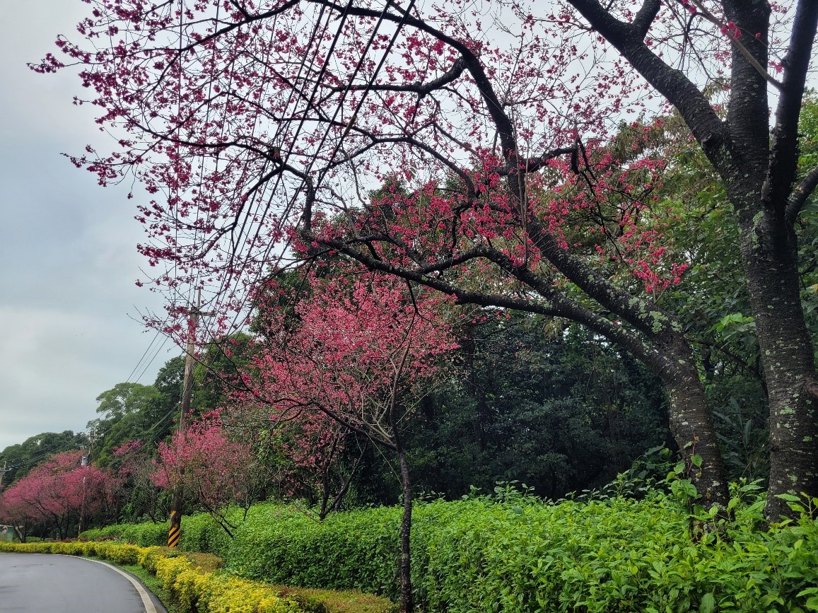 深粉紅色的山櫻花在枝頭綻放